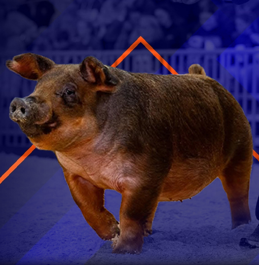 Wohlman Showpigs